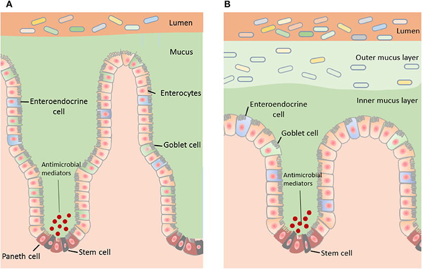 mucosa intestinal autismo