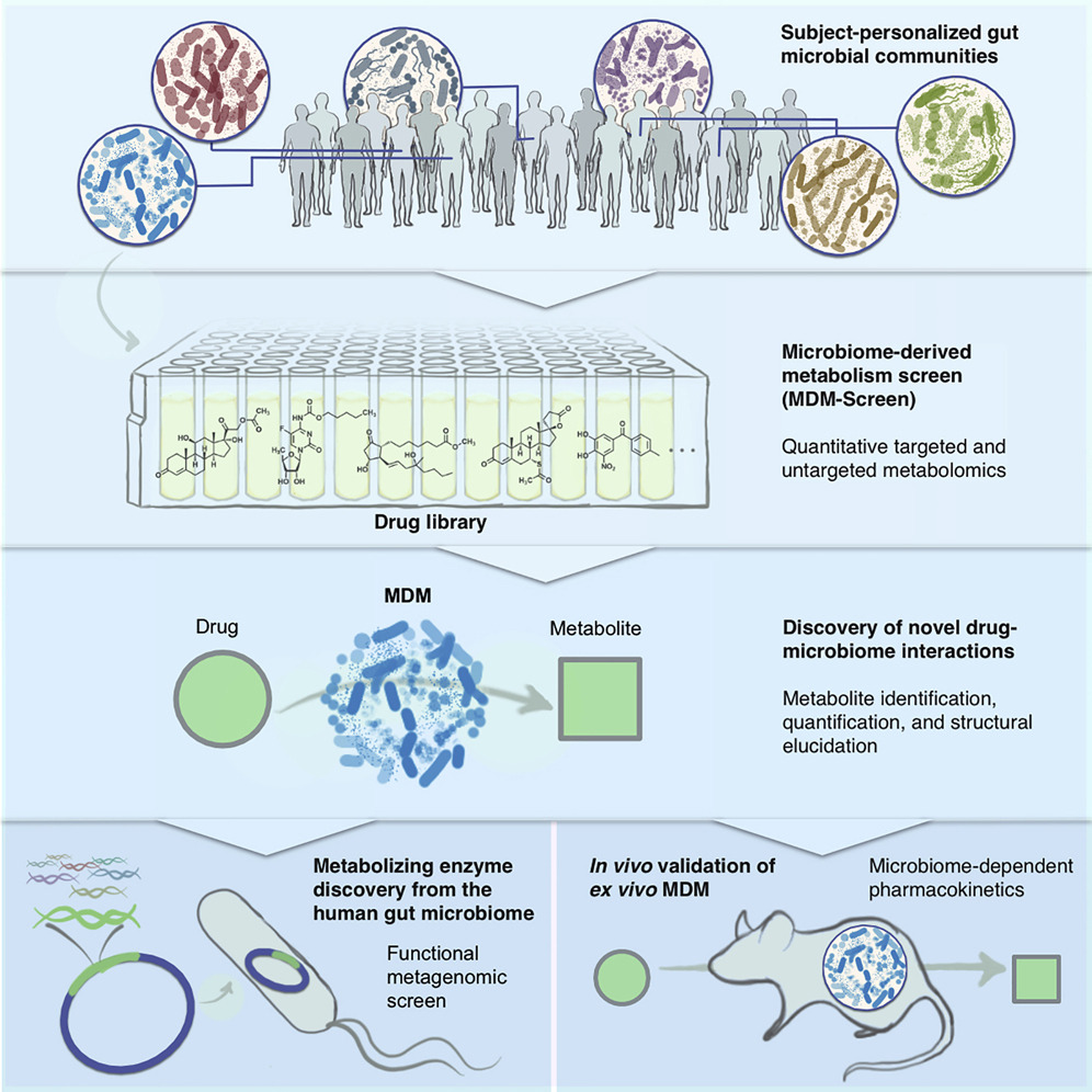 microbiota intestinal